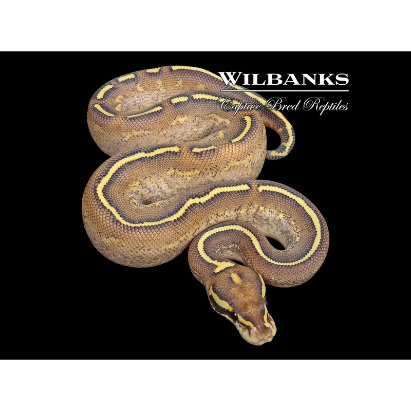 Double Freeway Ball Python Butter Freeway Ball Python '25 Male 2025 87 - Live Freshwater Fish and ...